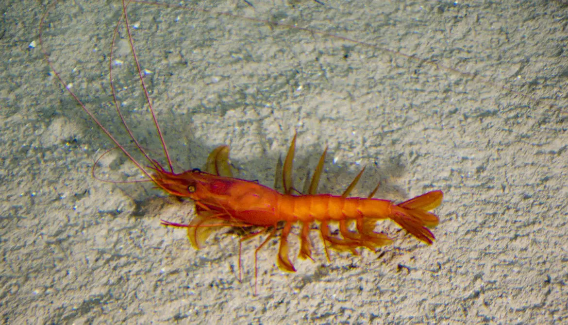 is-shrimp-a-fish