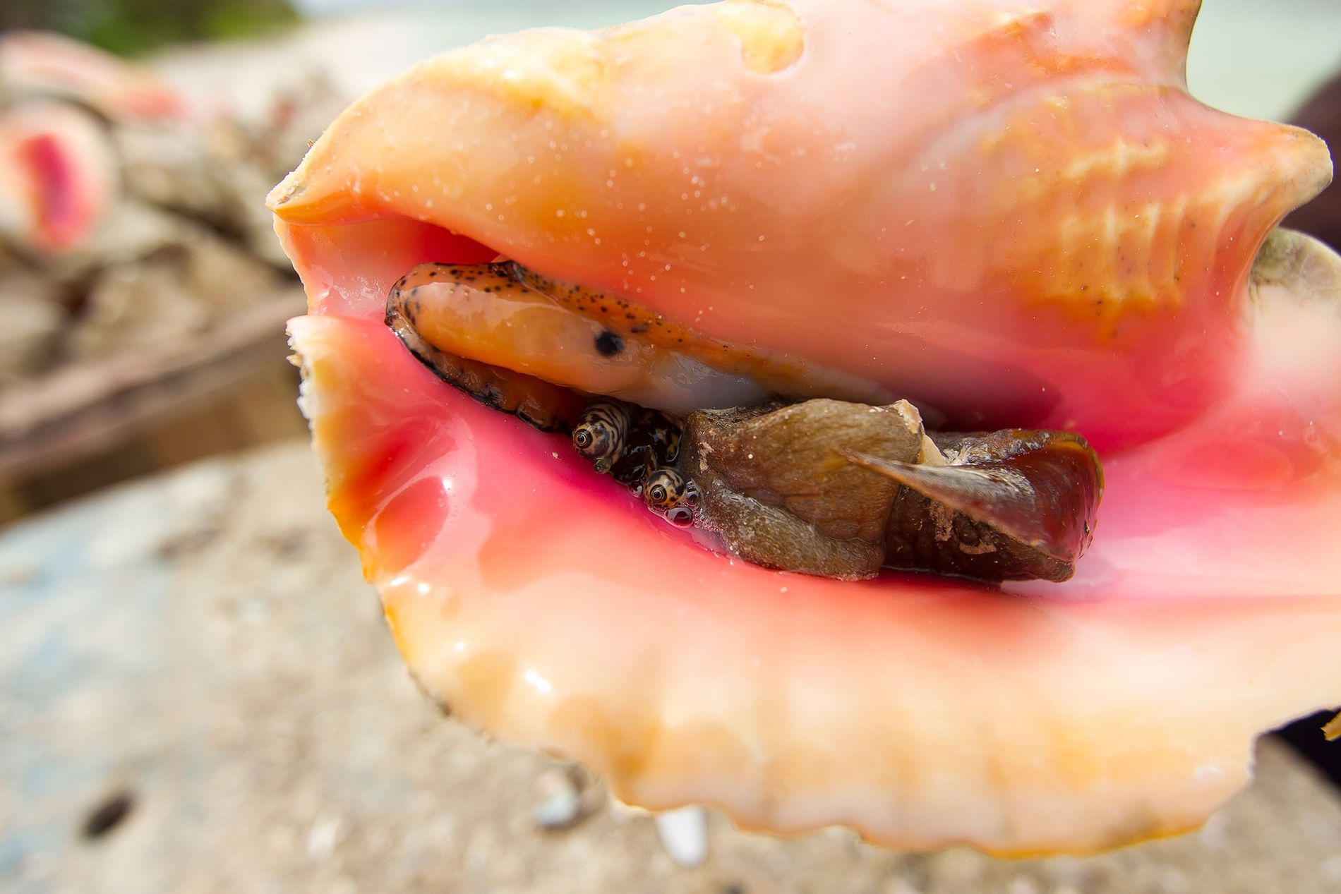 What Is Conch?