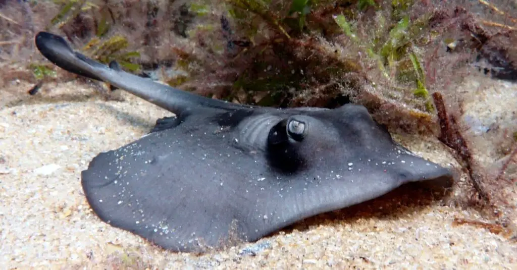 can-you-eat-stingray-is-it-safe-what-it-tastes-like-the-trellis