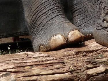 What Does Elephant Taste Like?