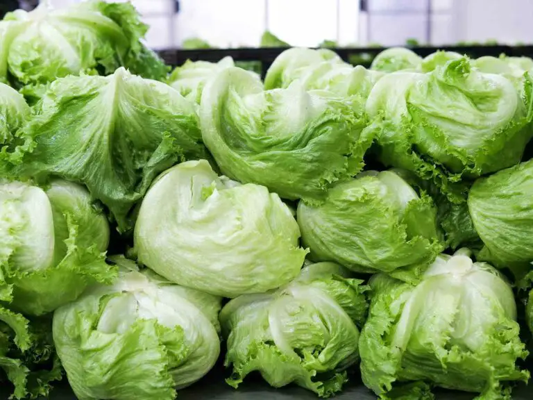 Is Iceberg Lettuce Hard To Digest The Trellis