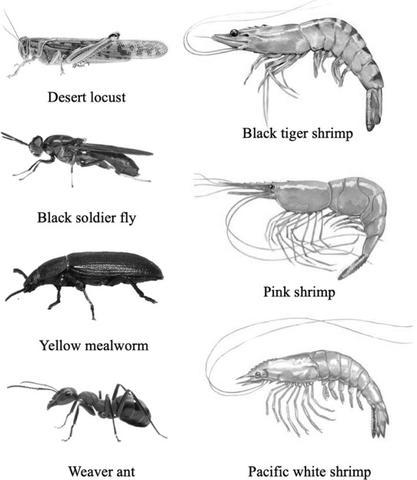 What are Other Examples of Crustaceans Aside From Shrimps?