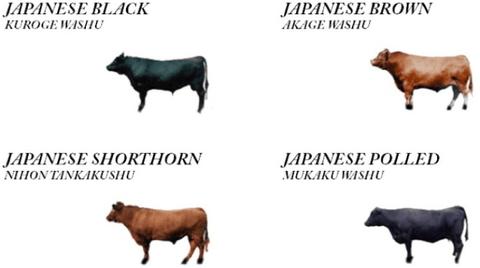 What are the four main breeds of Wagyu cows?