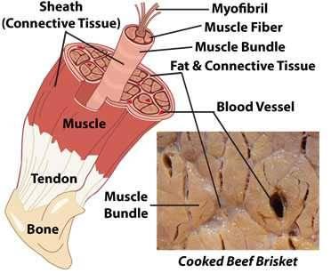 Anatomy and Composition of Muscle Tissue