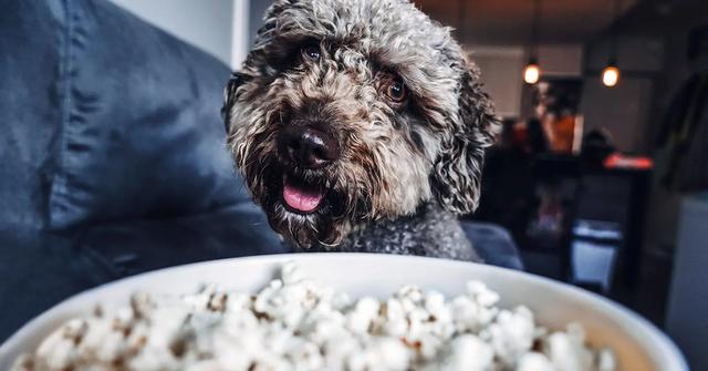 CAN DOGS EAT POPCORN?