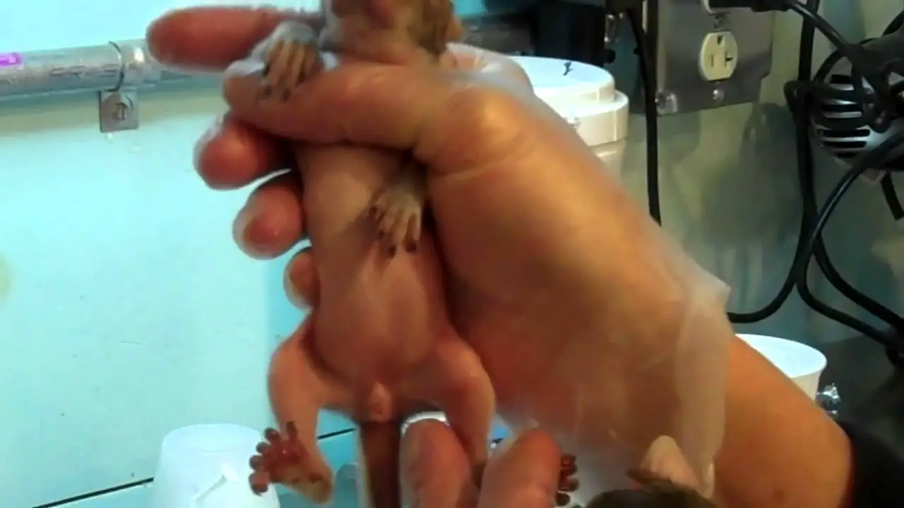 Gender How to Tell If a Baby Squirrel is Male Or Female: Expert Tips