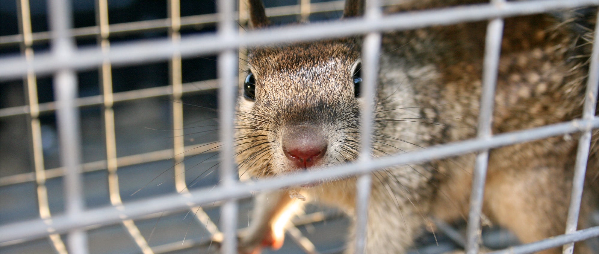 How Long Can a Squirrel Live in a Trap