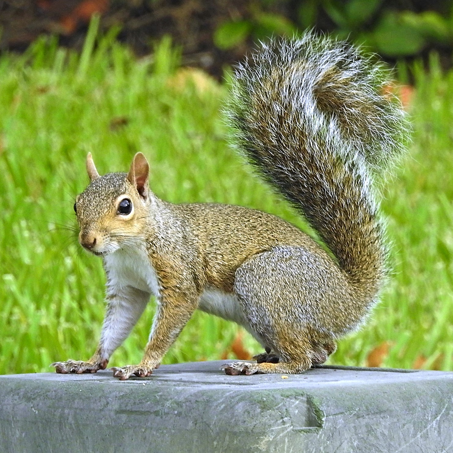 How Long Does a Grey Squirrel Live? Uncover the Surprising Truth