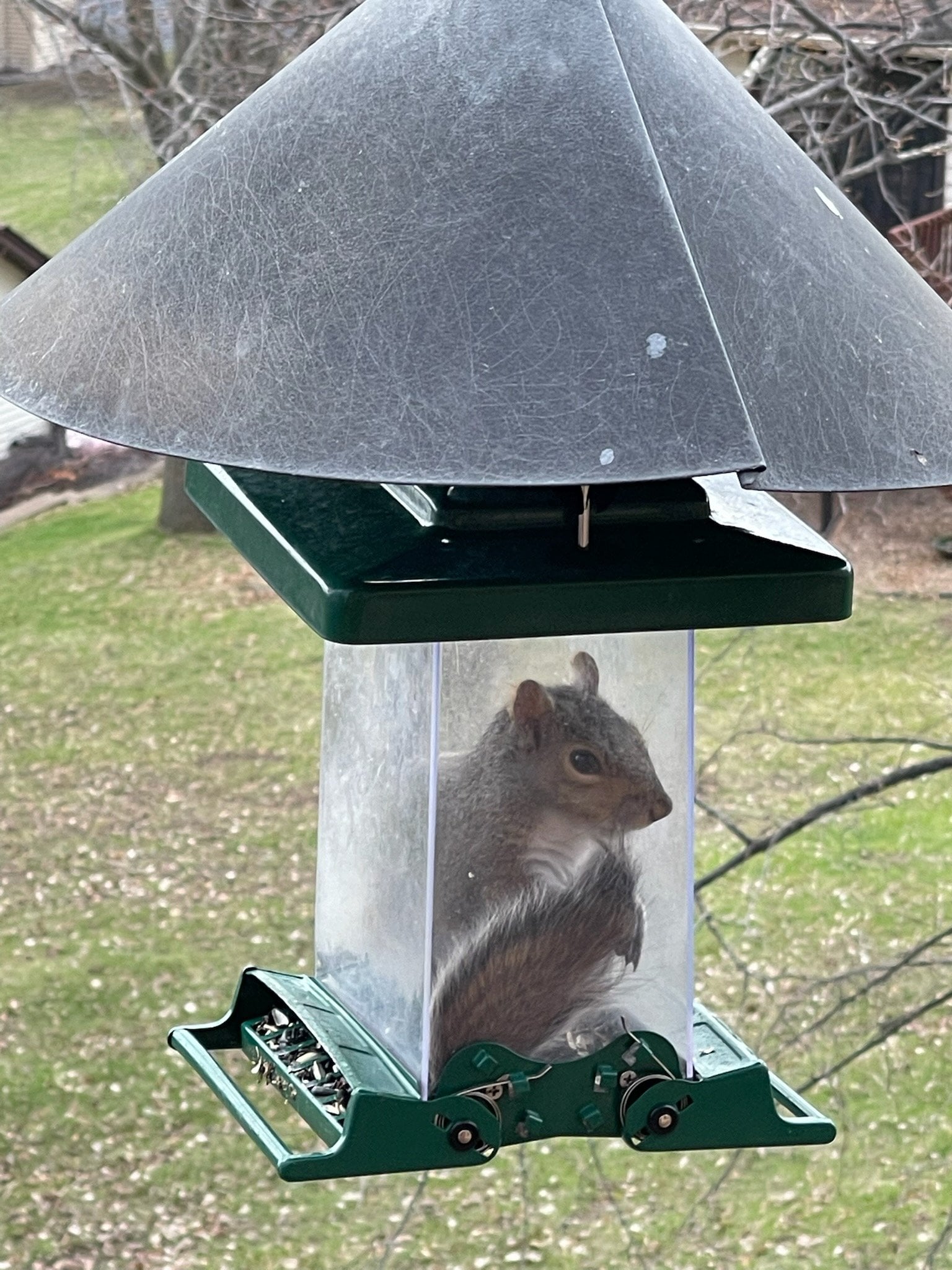 How to Squirrel Proof Bird Feeder