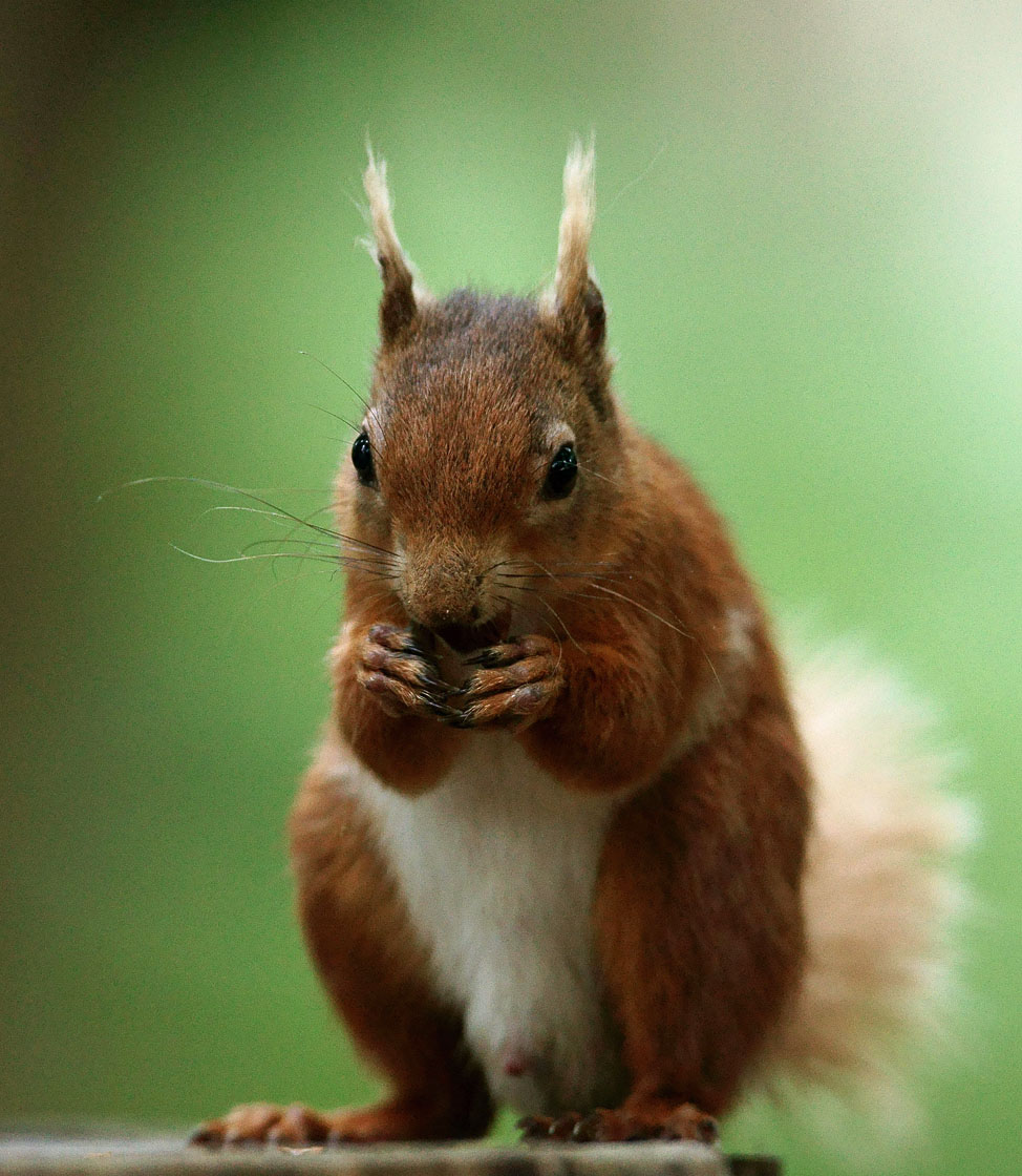 How to Tell If a Squirrel is Male Or Female from a Distance