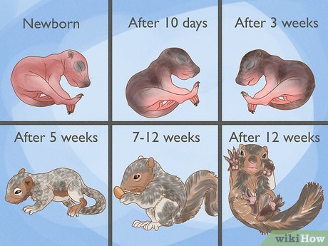 How to Tell the Age of a Baby Squirrel