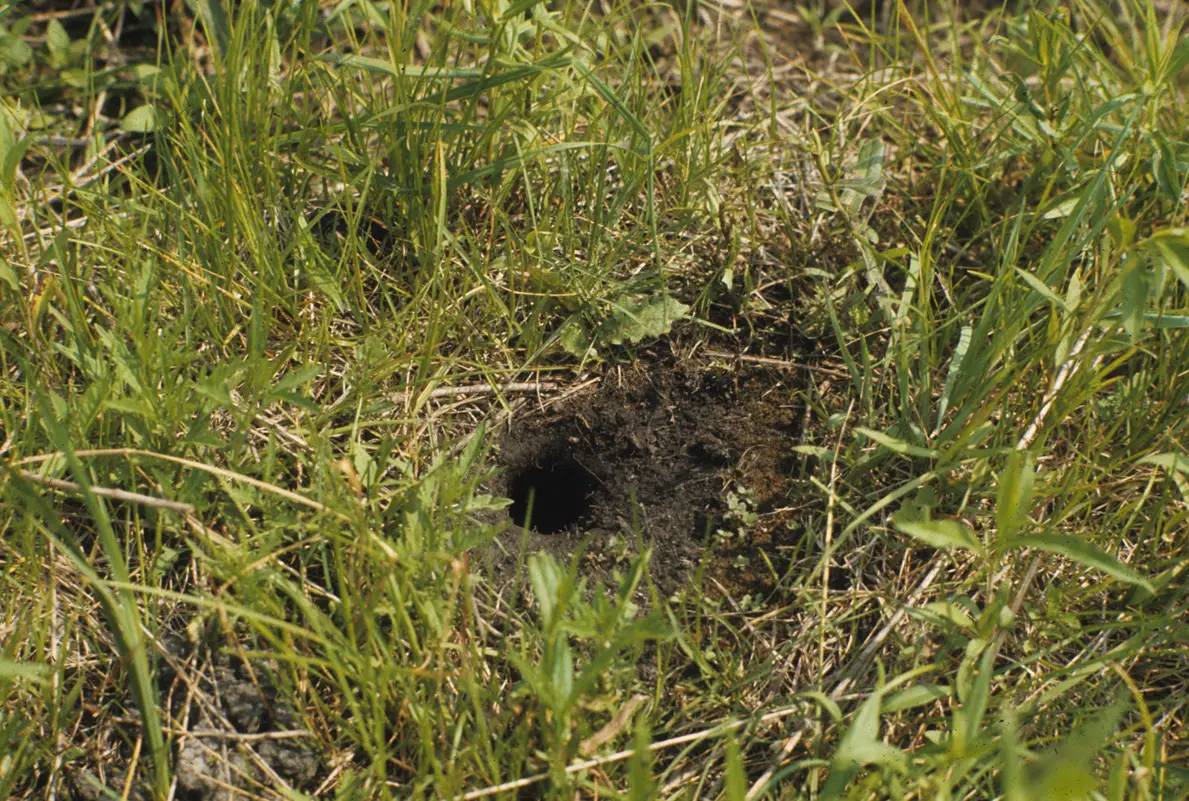 What Do Ground Squirrel Holes Look Like