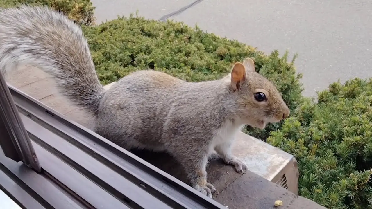 What Do Squirrel Sounds Mean: Decoding Their Chirps and Calls