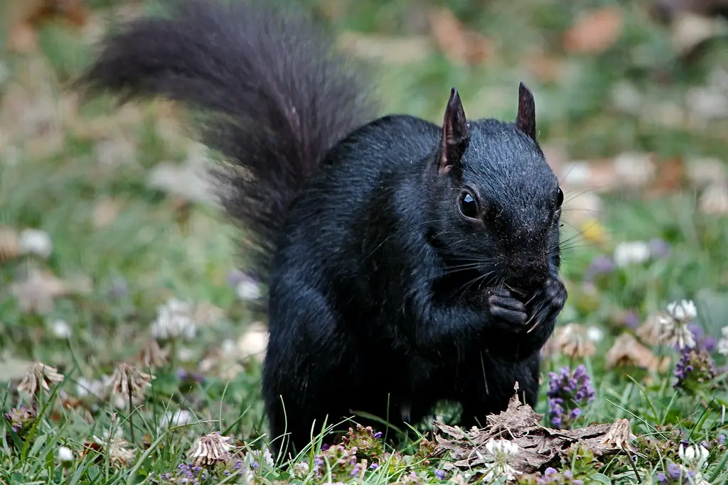 What Does It Mean to See a Black Squirrel