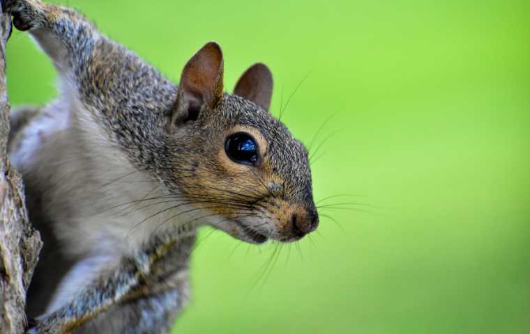 What is the Average Lifespan of a Squirrel: Facts and Insights