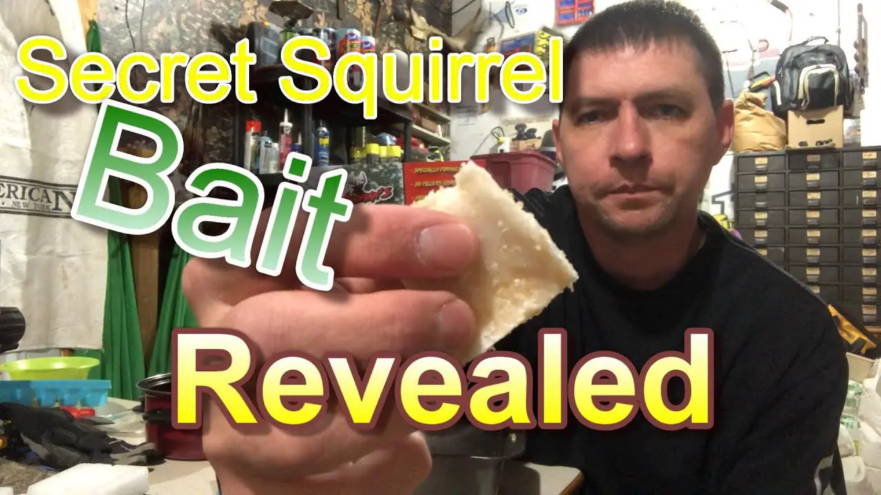 What is the Best Squirrel Bait