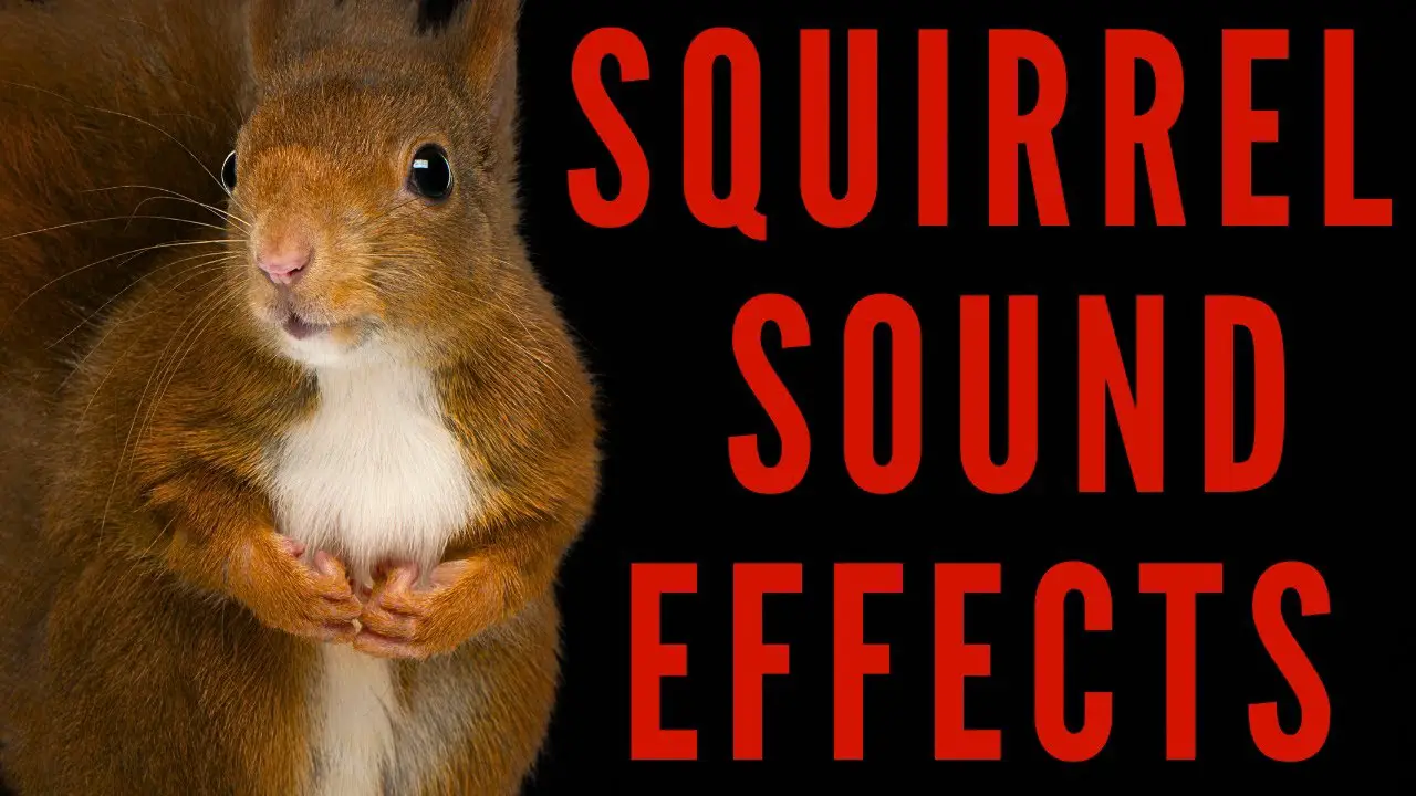 What Kind of Noise Does a Squirrel Make: Discover Their Sounds