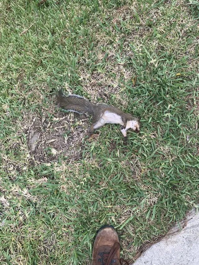 What to Do With a Dead Squirrel: Safe and Respectful Steps