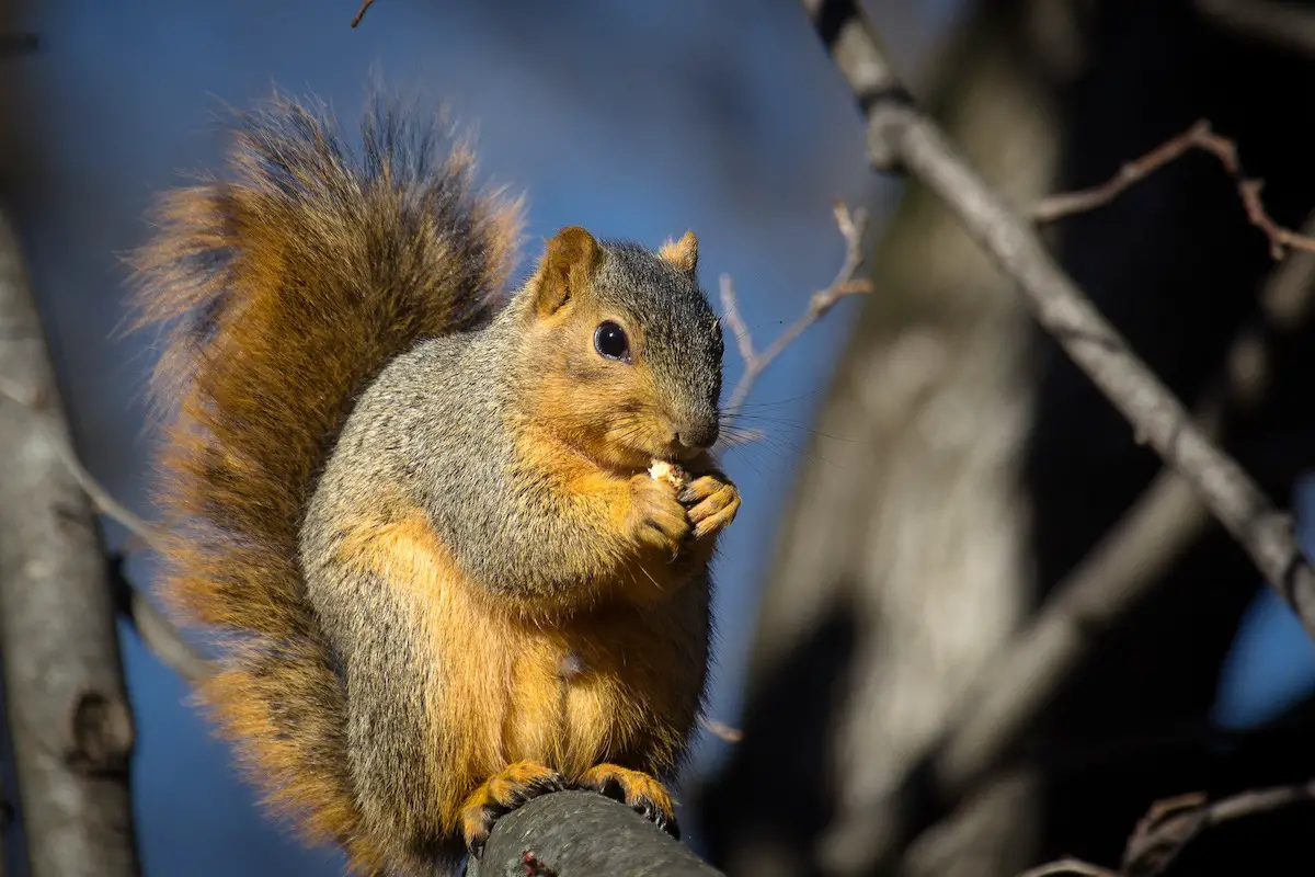 When Does Squirrel Season End in Illinois? Key Dates and Tips