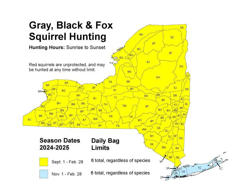 When is Squirrel Season in NY: Ultimate Guide for Hunters