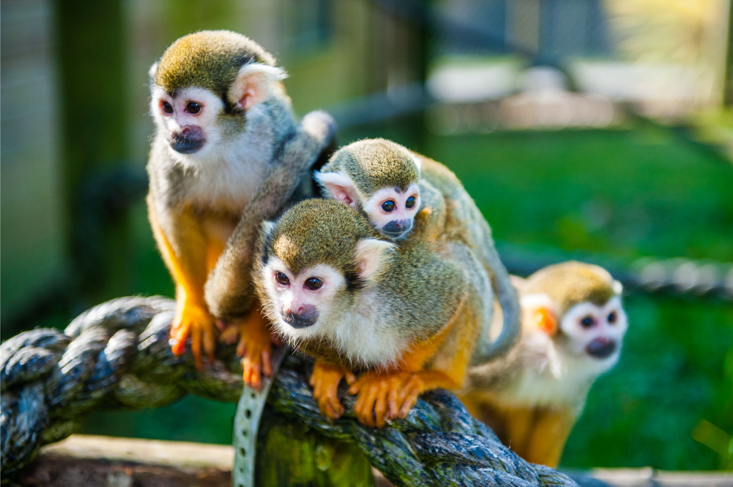 Where Can I Buy a Squirrel Monkey