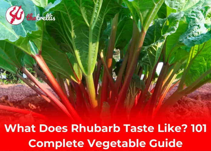 What Does Rhubarb Taste Like? 101 Complete Vegetable Guide