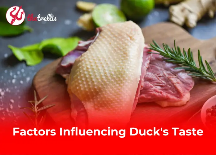 Factors Influencing Duck's Taste