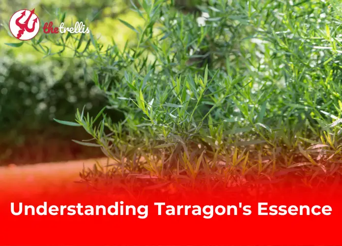 Understanding Tarragon's Essence