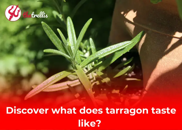 Discover what does tarragon taste like? 