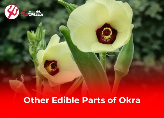 Other Edible Parts of Okra