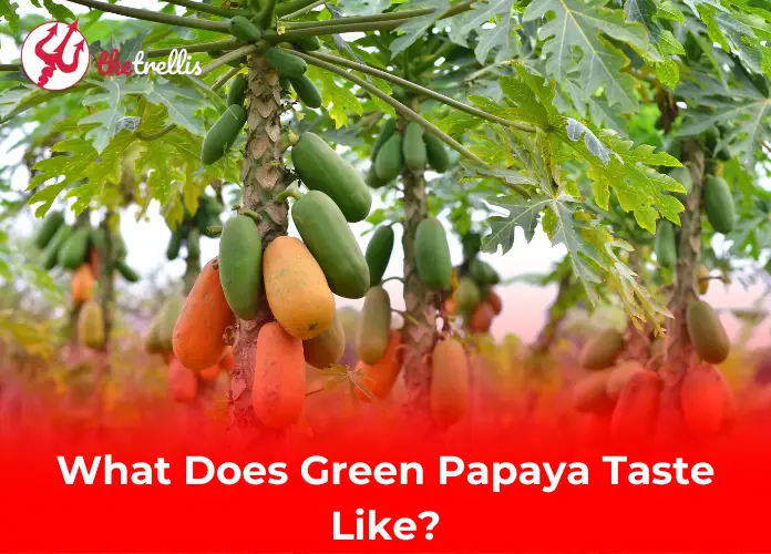 What Does Green Papaya Taste Like? Crisp, Refreshing, and Vegetal