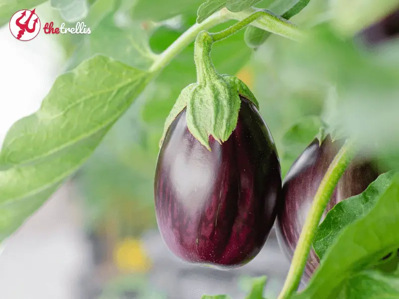 What does Eggplant taste like?