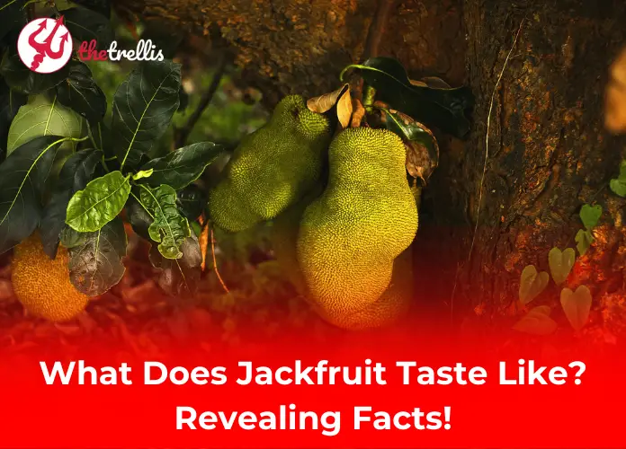 What does Jackfruit taste like