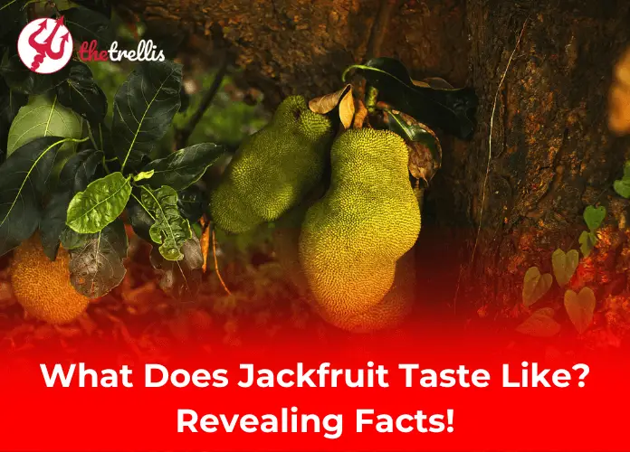 What does Jackfruit taste like? A detailed guide