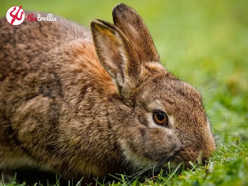 what does wild Rabbit taste like