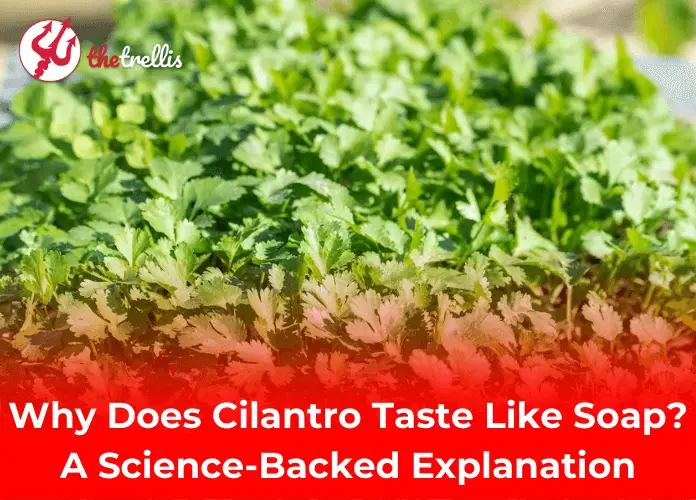 Explain: Why does Cilantro taste like soap